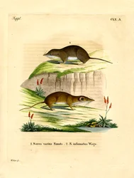 Forest Shrew (farget gravering)