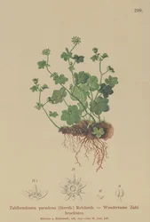 Fragil saxifrage (Zahlbrucknera paradoxa, Saxifraga paradoxa)