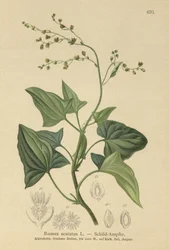 Fransk syre (Rumex scutatus)