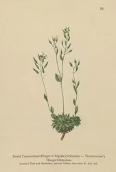 Frigid Whitlow-gress (Draba Traunsteineri, Draba frigida)
