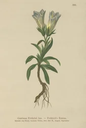 Froelichs Gentian (Gentiana Froelichii)