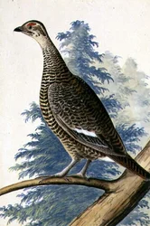 Game Bird, ca. 1740 (akvarell på papir)