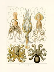Av Gamo, 1899-1904