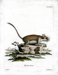 Garden Dormouse (farget gravering)