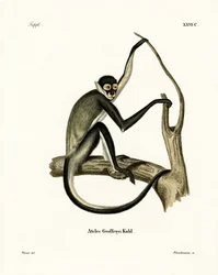 Geoffroy's Spider Monkey (farget gravering)