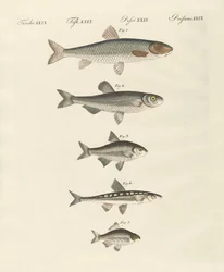 Tysk elvefisk