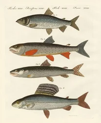 Tysk elvefisk