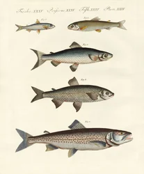 Tysk elvefisk
