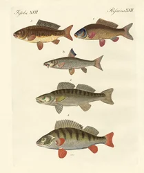 Tysk sjøfisk