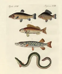 Tysk sjøfisk