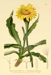Gigantisk katteøre (Hypochoeris uniflora)