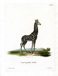 Giraffe (farget gravering)
