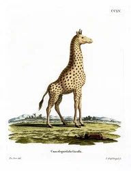 Giraffe (farget gravering)