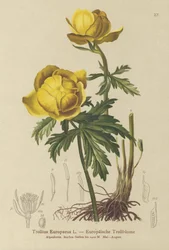 Klodeblomst (Trollius Europaeus)