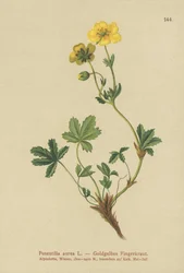 Gylden Cinquefoil