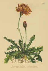 Golden Hawks-skjegg (Crepis aurea)