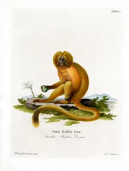 Golden Lion Tamarin (farget gravering)