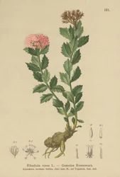 Gullrot (Rhodiola rosea)