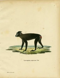 Gorontalo Macaque (farget gravering)