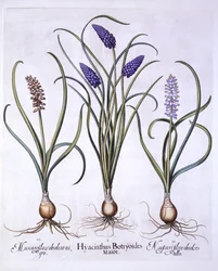 Grape Hyacinths, fra Hortus Eystettensis, av Basil Besler (1561-1629), pub. 1613 (håndfarget gravering)