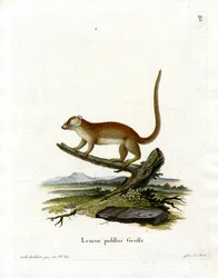 Grey Mouse Lemur (farget gravering)