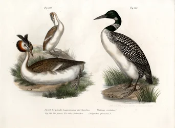 Storfugledykker, 1864