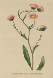 Gresk loppebane (Erigeron Villarsii, Erigeron atticus)
