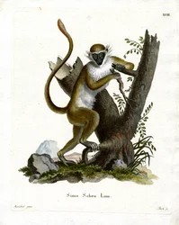 Green Monkey (farget gravering)
