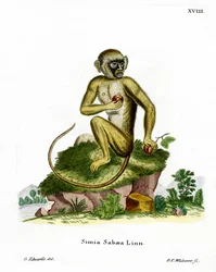 Green Monkey (farget gravering)