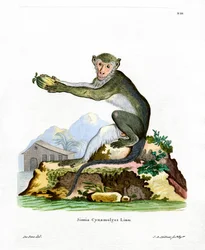 Green Monkey (farget gravering)