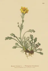 Grå rappørt (Senecio incanus)