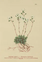 Grey Saxifrage (Saxifraga caesia)