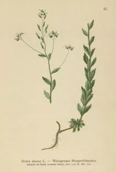 Grey Whitlow-gress (Draba incana,)