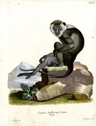 Grivet (farget gravering)