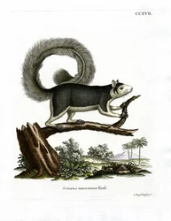 Grizzled Giant Squirrel (farget gravering)