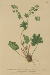 Hårløs damemantel (Alchemilla fissa, Alchemilla Pyrenaica)