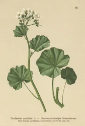 Håret karse (Cardamine asarifolia)