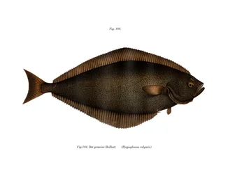 Kveite (farge litho)