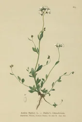 Hallers veggkarse (Arabis Haller)