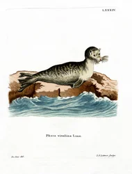 Harbour Seal (farget gravering)