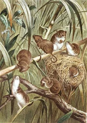 Harvest Mouse, plate fra "Brehms Tierleben: Allgemeine Kunde des Tierreichs", vol.2, s.515, utgitt av Bibliographisches Institut