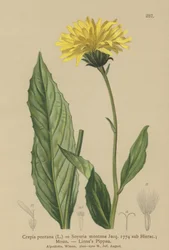 Hawks-skjegg (Crepis bocconi, Crepis pontana, Crepis montana, Hieracium montanum, Soyeria montana)