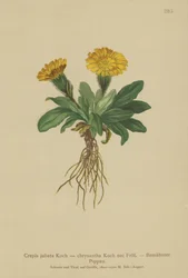 Hawks-skjegg (Crepis jubata, Crepis rhaetica)