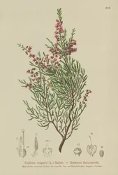 Lyng (Calluna vulgaris)