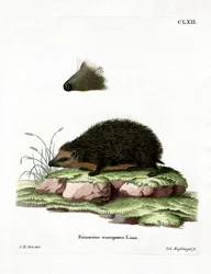 Hedgehog (farget gravering)
