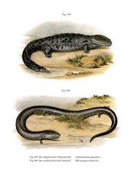 Hellbender (farge litho)