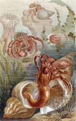 Eremittkreps, tallerken fra Brehms dyreliv: generell kunnskap om dyreriket, vol.10, s.38, utgitt av Bibliografisk Institutt, 1893