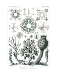 Hexactnellae, 1899-1904