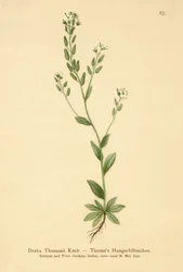Hoary Whitlow-gress (Draba Thomasii)