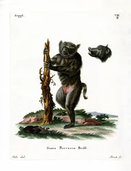 Hog-faced bavian (farget gravering)